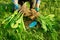 Close-up of spring dividing and planting bush of hosta plant