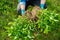 Close-up of spring dividing and planting bush of phlox paniculata plant