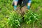 Close-up of spring dividing and planting bush of phlox paniculata plant