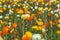 Close up of spring field with blooming poppies background. Freshness springtime wallpaper. Organic farmland garden