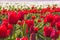 Close up of spring field with blooming tulips background. Freshness springtime wallpaper with blossom flowers. Soft blur