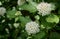 Close up of Spring Flowering Spireas Spiraea betulifolia. Tor spirea with white bloom.