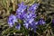 Close Up of spring flowers Chionodoxa luciliae, glory-of-the-snow