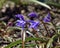 Close Up of spring flowers Scilla siberica.