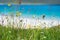 Close up of spring flowers with white sandy beach, turquoise water and an island in the background, Luskentyre, Isle of Harris, He