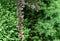 Close-up of spring foliage of boxwood Buxus sempervirens with raindrops, branch barberry Berberis thunbergii Atropurpurea