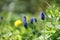 Close up of spring meadow with grape hyacinth, bluebells, green grass and dandelion in April