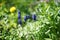 Close up of spring meadow with grape hyacinth, bluebells, green grass and dandelion in April