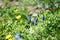 Close up of spring meadow with grape hyacinth, bluebells, green grass and dandelion in April