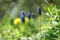 Close up of spring meadow with grape hyacinth, bluebells, green grass and dandelion in April
