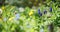 Close up of spring meadow with grape hyacinth, bluebells, green grass and dandelion in April