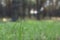 Close up spring nature landscape. Ground forest Blurred nature background copy space. close up grass in the forest