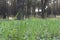 Close up spring nature landscape. Ground forest Blurred nature background copy space. close up grass in the forest