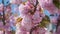 Close up of spring pink cherry blossoming flowers or sakura