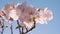Close up of spring pink cherry blossoming flowers or sakura against blue sky on sunny day. Nature background