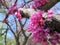 Close-up of Spring Redbud Blooms