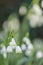 Close-up of spring snowflake blossoms leucojum vernum