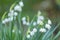 Close-up of spring snowflake blossoms leucojum vernum