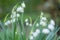 Close-up of spring snowflake blossoms leucojum vernum