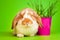 Close up spring view of cute bunny with pink pot