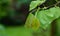 Close-up of spring young leaves of Eastern Redbud, or Eastern Redbud Cercis canadensis. Green leaves of Judas tree