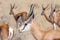 Close-up of a springbok, Antidorcas marsupial