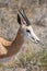 Close-up of Springbok Face, Etosha National Park, Namibia