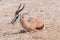 Close-up of a springbok lying on the ground