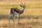 Close-up of a springbok standing on the short grass of a plain o