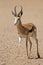Close-up of springbok walking in desert
