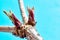 Close-up of springtime buds against a blue background