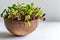 A close up of sprouts, microgreens, grown in a coconut shell on white background