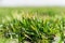 Close up of sprouts of young barley or wheat that have sprouted in the soil in early spring. Growing plants. Selective focus