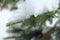 Close up of a spruce branches under the cap of snow.