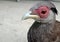 Close up of spurfowl