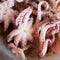 Close up squared image of marinated baby octopus