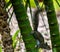 Close up Squirrel climbing bamboo tree, Bok Tower gardens Lake Wales, Florida USA.