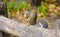 Close-up of squirrel holding a little something between its paws, Central Park NYC