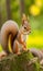 close-up of squirrel on a tree, squirrel in the park, squirrel eating nut in the forest