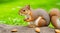 close-up of squirrel on a tree, squirrel in the park, squirrel eating nut in the forest