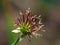 Close-up of St. Benedict`s herb or colewort fruit. Geum urbanum