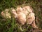 close up of st george\'s mushrooms on floor spring forage