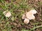 close up of st george\'s mushrooms on floor spring forage
