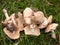 close up of st george\'s mushrooms on floor spring forage picked