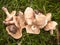 close up of st george\'s mushrooms on floor spring forage picked