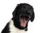 Close-up of a Stabyhoun puppy yawning, isolated