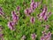 Close up of stachys officinalis Betonica officinalis foliage.