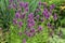 Close up of stachys officinalis,  Betonica officinalis foliage.