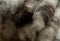 Close-up of a stack of brown and white sheep\'s wool rolags, ready for spinning