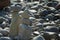 Close up of Stacked Rocks on a river bank